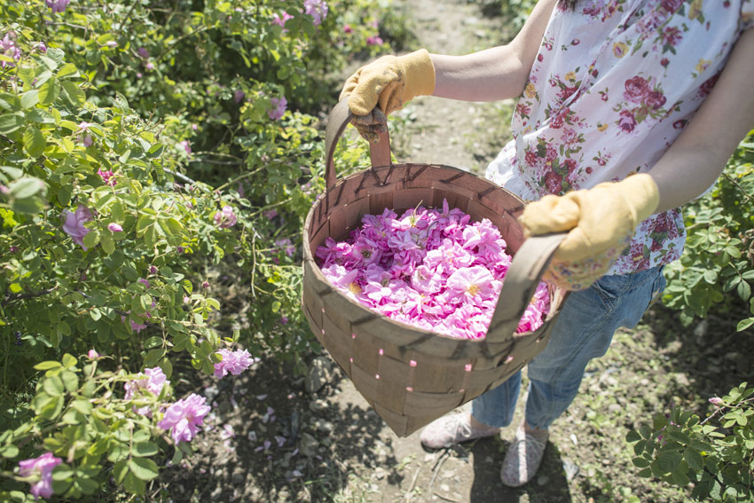rose harvest in the south of france
