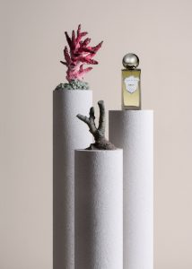 cacti by regime des fleurs
